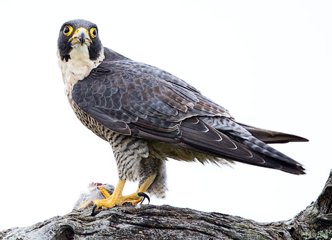 Peregrine Falcon